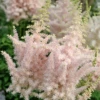 'Milk And Honey' Astilbe