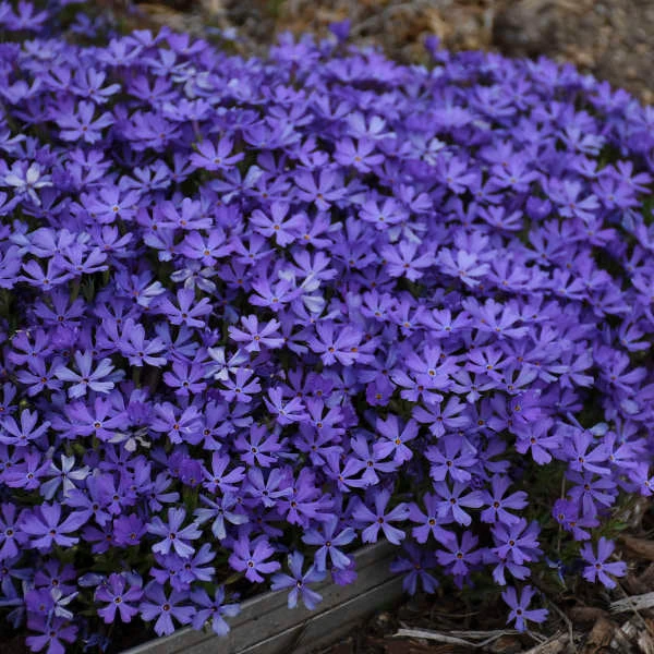 'Violet Pinwheels' Creeping Phlox - Image 4