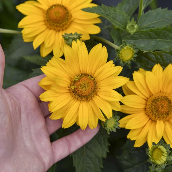 Tuscan Gold™ False Sunflower - Image 3