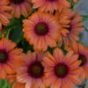 Color Coded™ 'Orange You Awesome' Coneflower