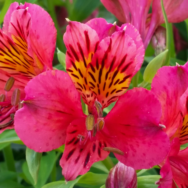 'Majestic Tierce' Peruvian Lily - Image 2