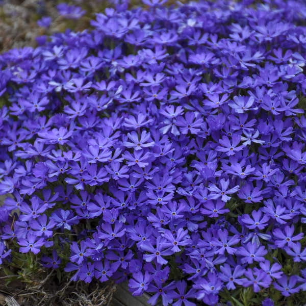 'Violet Pinwheels' Creeping Phlox - Image 3