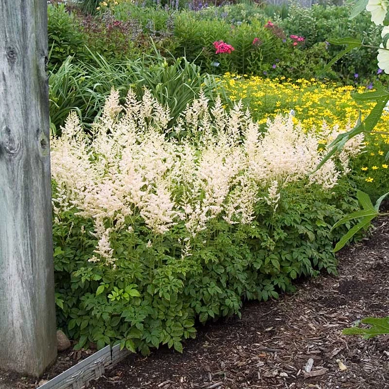 White Astilbe - Image 2