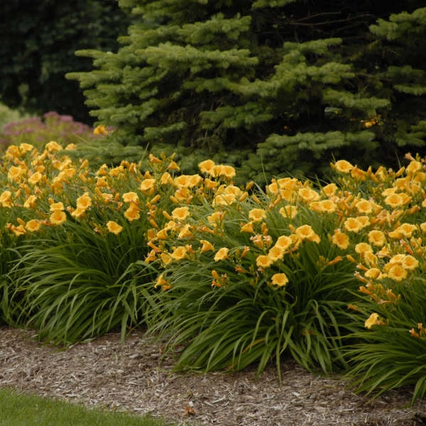 'Stella D'Oro' Daylily - Image 2