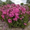 Luminary® 'Pink Lightning' Phlox
