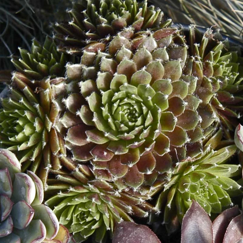 'Jeanne D'Arc' Hens & Chicks - Image 3