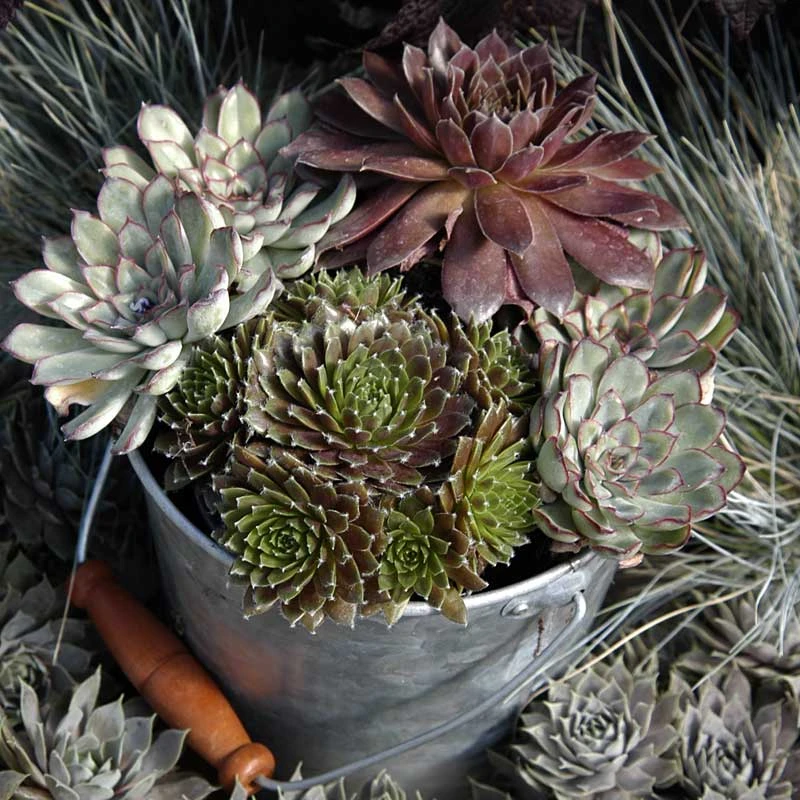 'Jeanne D'Arc' Hens & Chicks - Image 5