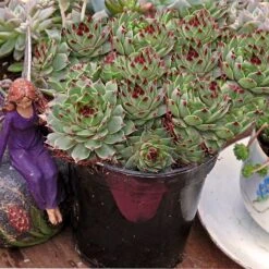 Mrs. Giuseppi Hens & Chicks