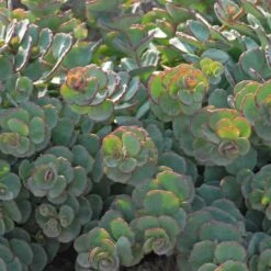 October Daphne Stonecrop