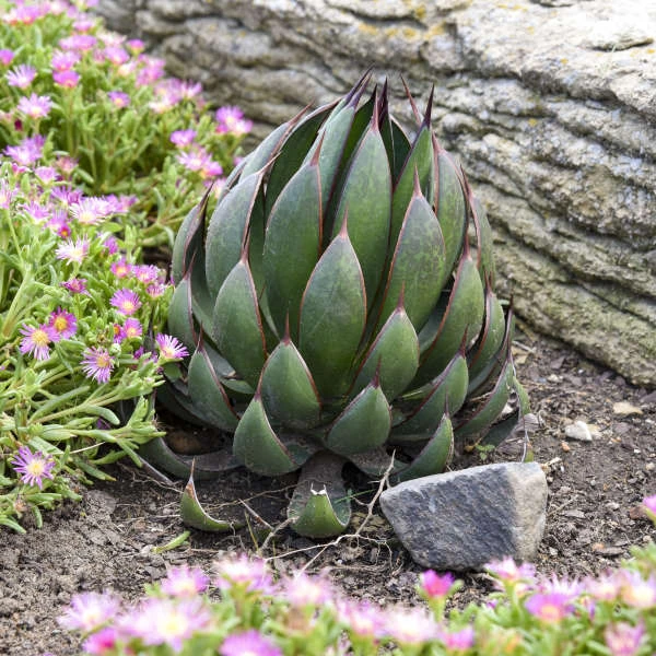 Mad About MangaveĀ® 'Praying Hands' Mangave