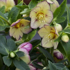 HoneymoonĀ® Tropical Sunset Lenten Rose