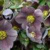 Honeymoon® Vegas Nights Lenten Rose