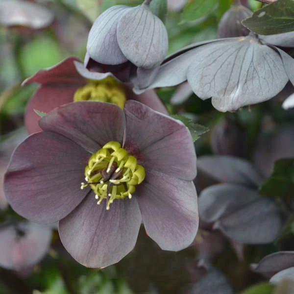 Honeymoon® Vegas Nights Lenten Rose - Image 2