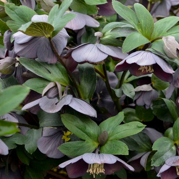Honeymoon® Vegas Nights Lenten Rose - Image 3