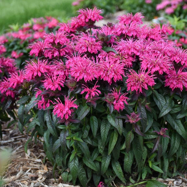 Sugar Buzz® 'Berry Taffy' Bee Balm