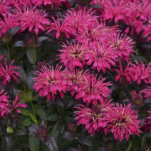Sugar Buzz® 'Berry Taffy' Bee Balm - Image 2