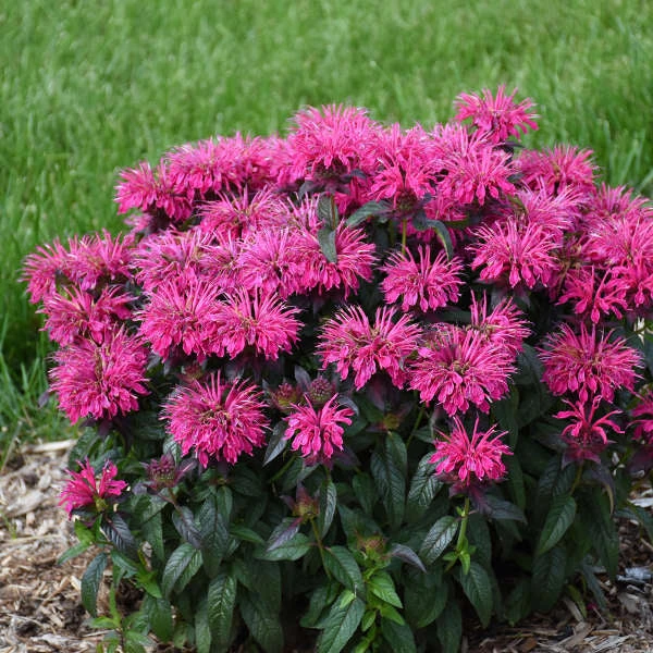Sugar Buzz® 'Berry Taffy' Bee Balm - Image 3