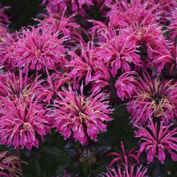 Sugar Buzz® 'Berry Taffy' Bee Balm - Image 4