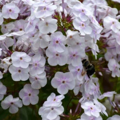 'Fashionably Early Crystal' Hybrid Phlox
