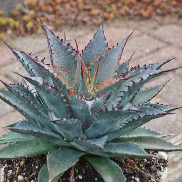 Mad About MangaveĀ® 'Tooth Fairy' Mangave - Image 3