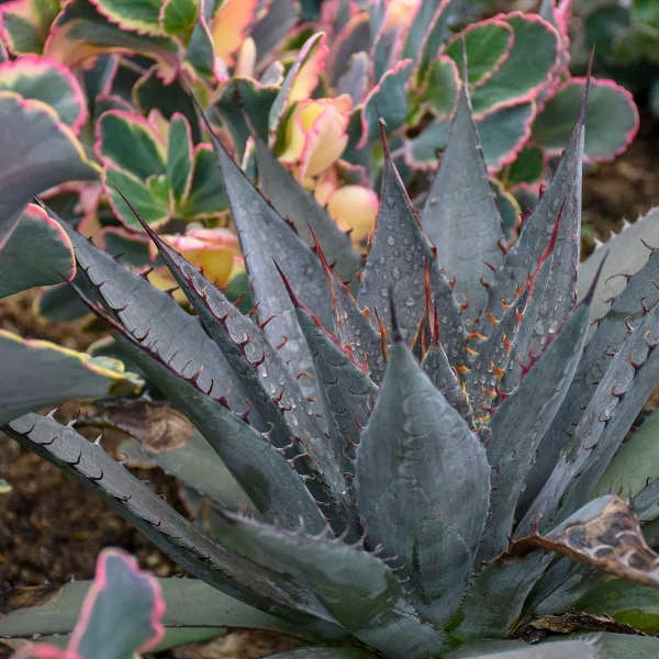 Mad About MangaveĀ® 'Tooth Fairy' Mangave - Image 4