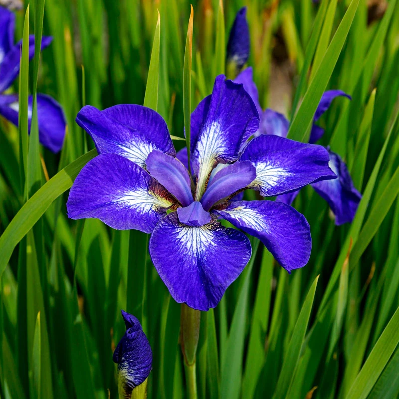 'I See Stars' Siberian Iris - Image 2