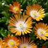 'Jewel Of Desert Topaz' Ice Plant