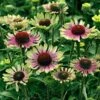 'Green Twister' Coneflower