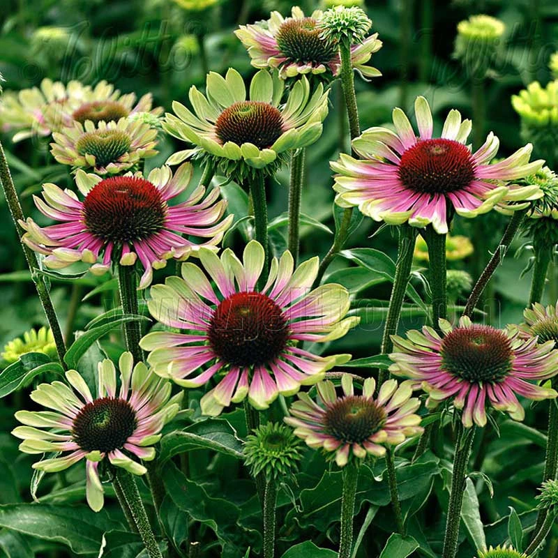 'Green Twister' Coneflower