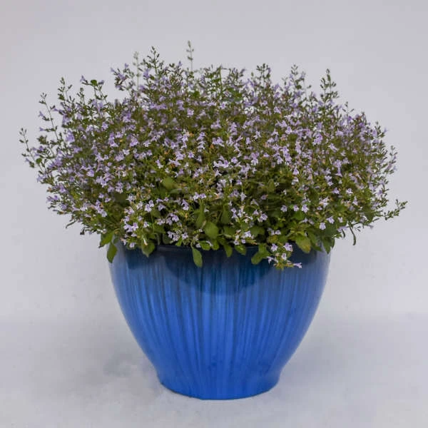 'Marvelette Blue' Calamint - Image 2