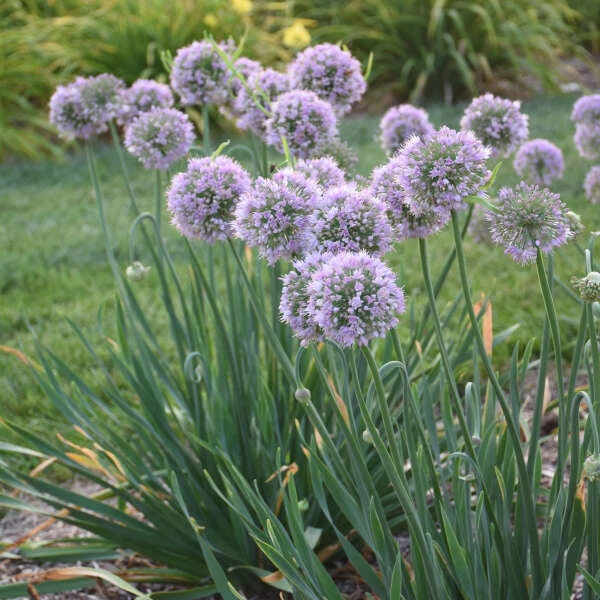 'Bubble Bath' Allium - Image 4