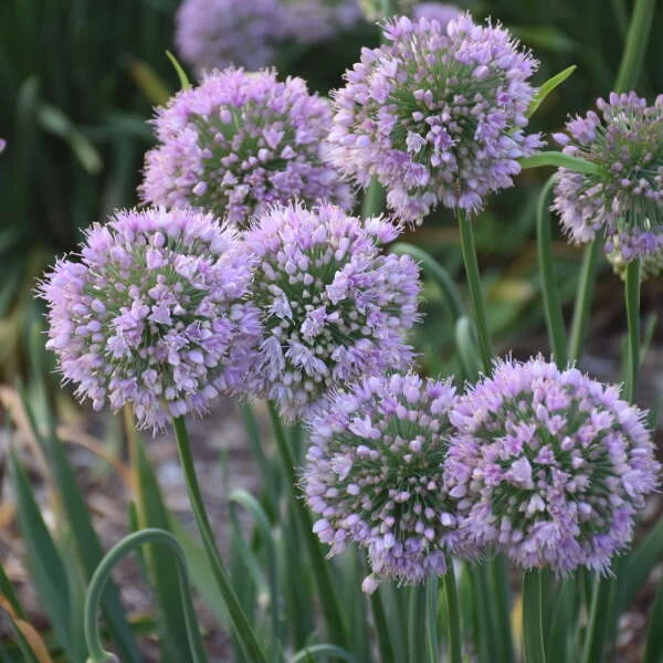 'Bubble Bath' Allium - Image 3