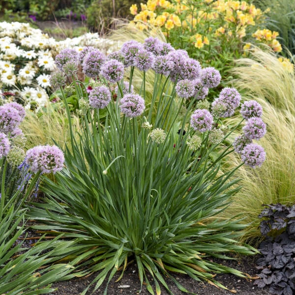 'Bubble Bath' Allium - Image 2