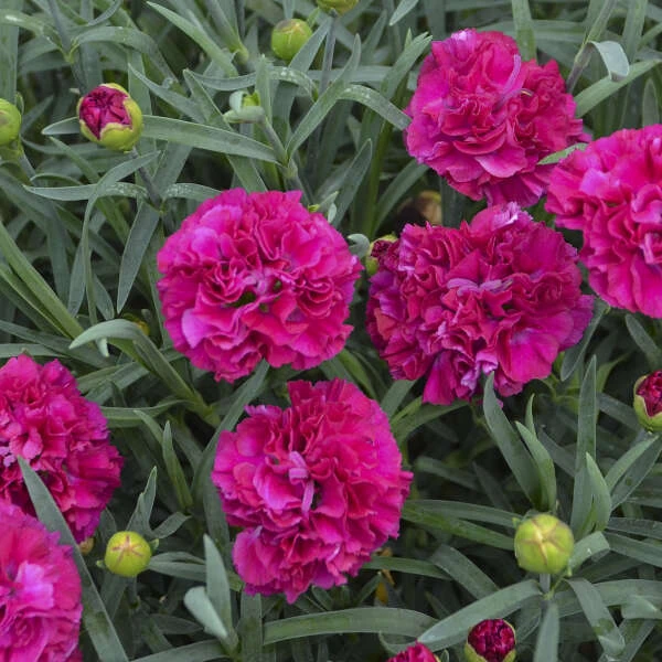 Fruit Punch® 'Funky Fuchsia' Dianthus - Image 2