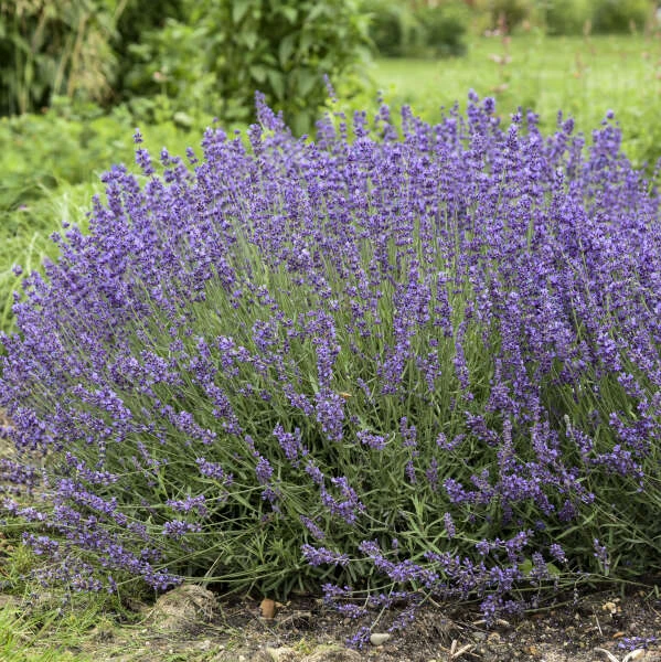 'Imperial Gem' Lavender - Image 2