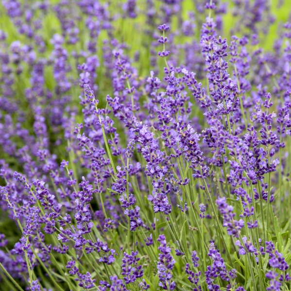 'Imperial Gem' Lavender - Image 3