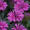 Upscale™ 'Lavender Taffeta' Bee Balm