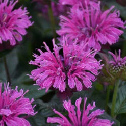 Upscaleâ„¢ 'Lavender Taffeta' Bee Balm