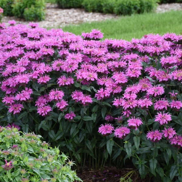 Upscale⢠'Lavender Taffeta' Bee Balm - Image 2