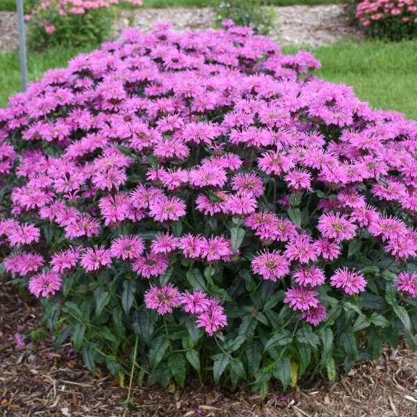 Upscale⢠'Lavender Taffeta' Bee Balm - Image 3