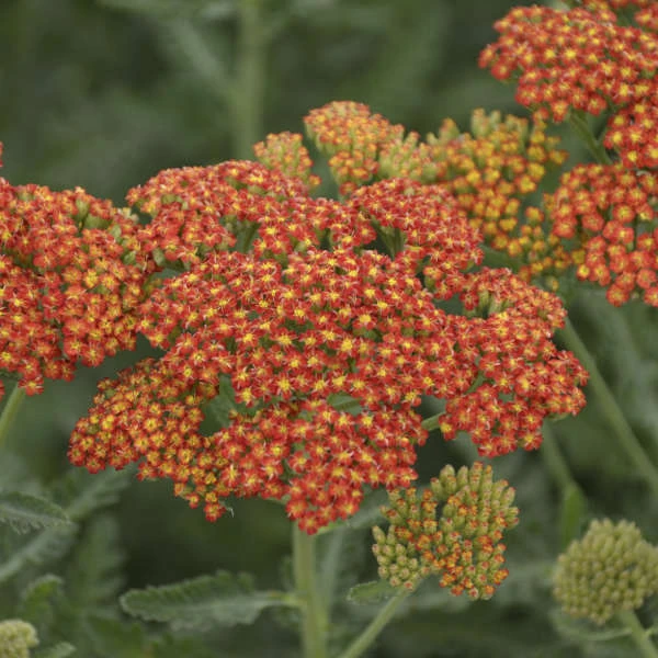 'Sassy Summer Sunset' Yarrow - Image 2