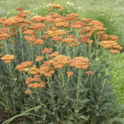 'Sassy Summer Sunset' Yarrow