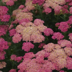 'Sassy Summer Taffy' Yarrow