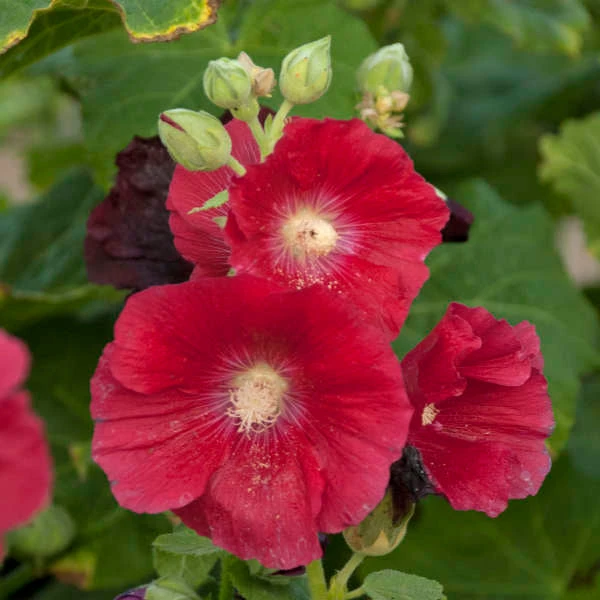 'Mars Magic' Hollyhock - Image 3