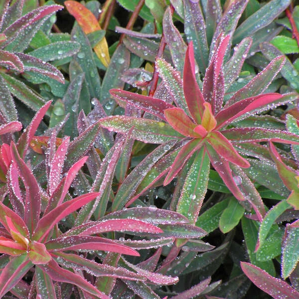 'Bonfire' Spurge - Image 3