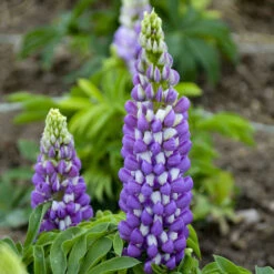 Mini Gallery⢠Blue Bicolor Lupine