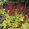 Dolce® 'Appletini' Coral Bells
