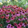 Summersong™ Firefinch™ Coneflower