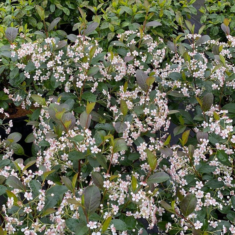 Low Scape Snowfire™ Aronia