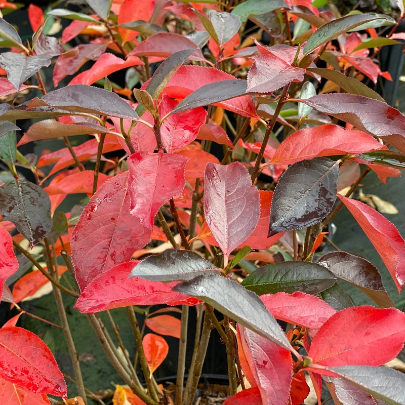 Low Scape Snowfire™ Aronia - Image 2